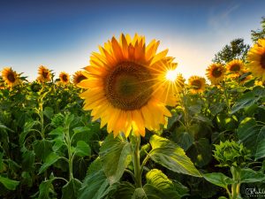 Sonnenblume