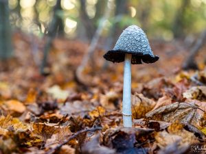 Pilz