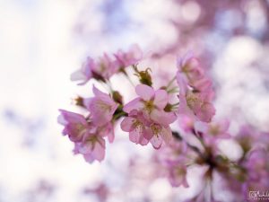 Kirschblüten