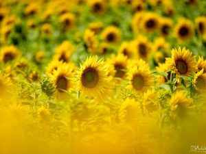 Sonnenblumen