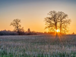 Baum vor dem Sonnenuntergang