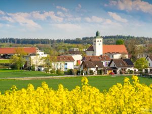 Rapsfeld Gilching